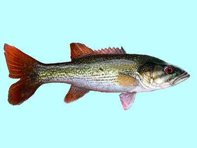 All Fishing Buy, Redeye Bass Fish Identification, Habitats, Fishing  methods, characteristics