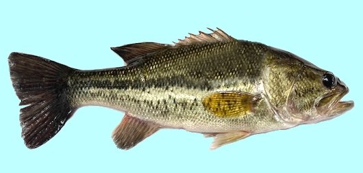 All Fishing Buy, Spotted Bass Fish Identification, Habitats