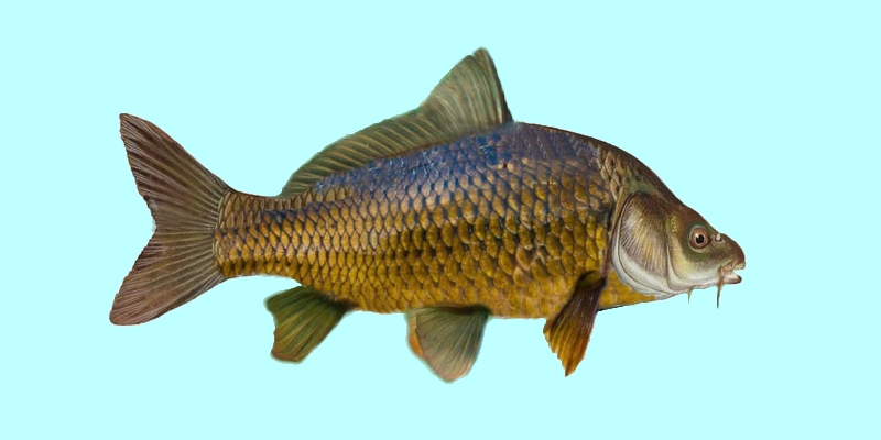 All Fishing Buy, Common carp identification, Habitats, Fishing
