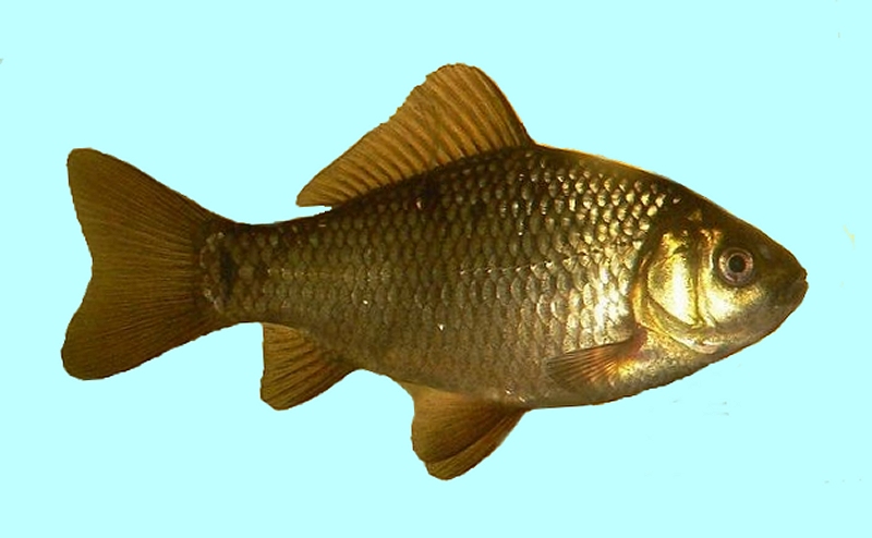  300G Natural Fishing Powder Carp Crucian Fish Tackle Food  Accessory Fishing Hooks Saltwater Size 4 : 運動和戶外活動