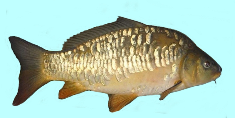 http://www.allfishingbuy.com/Fish-Species/Carp-Mirror_lg.jpg