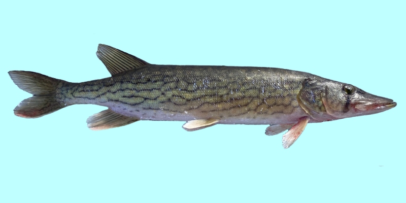http://www.allfishingbuy.com/Fish-Species/Pike-Northern_lg.jpg