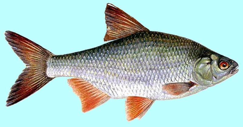 All Fishing Buy, Roach fish identification, Habitats, Fishing