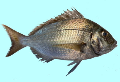 scup fish