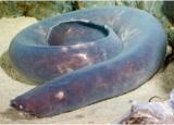 Hagfish Facts